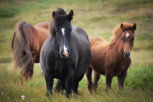 Hvorfor er tilskud vigtigt for din hest?